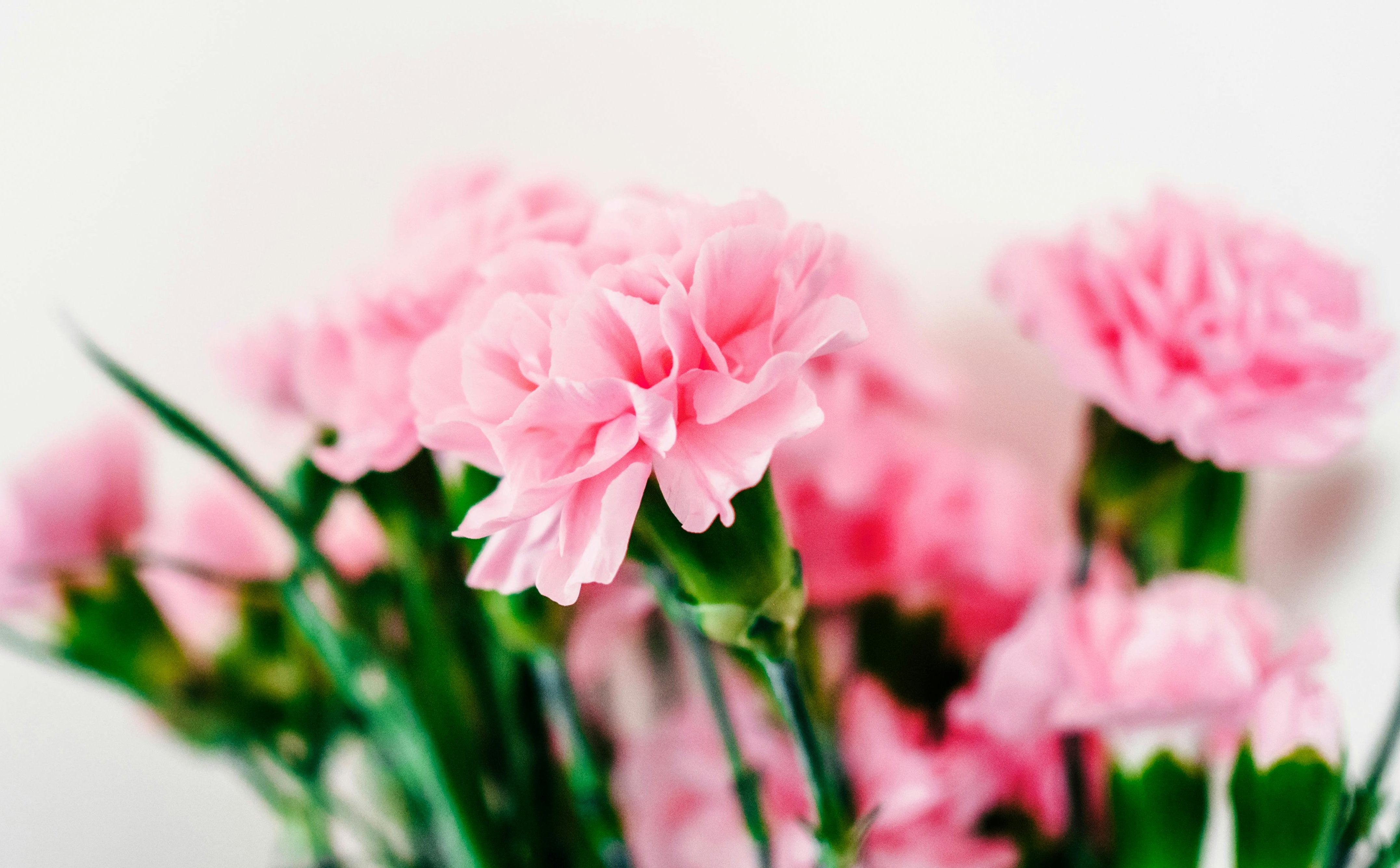 Carnations