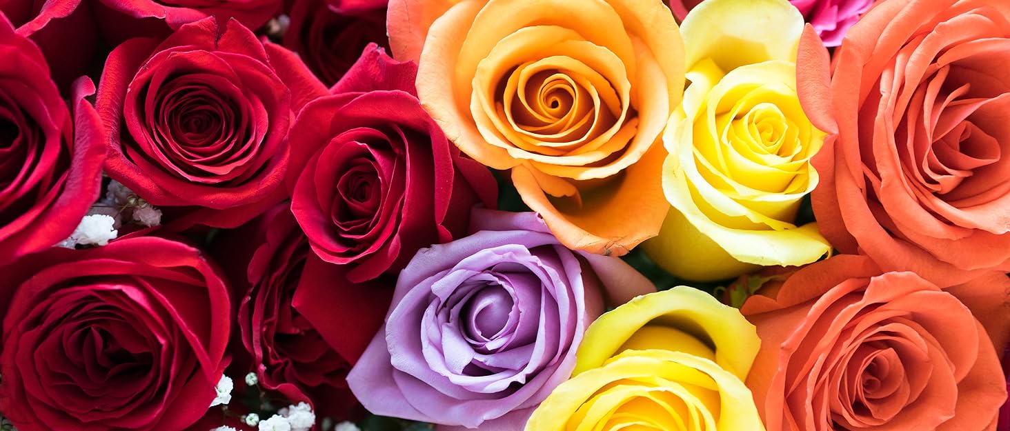Classic Roses