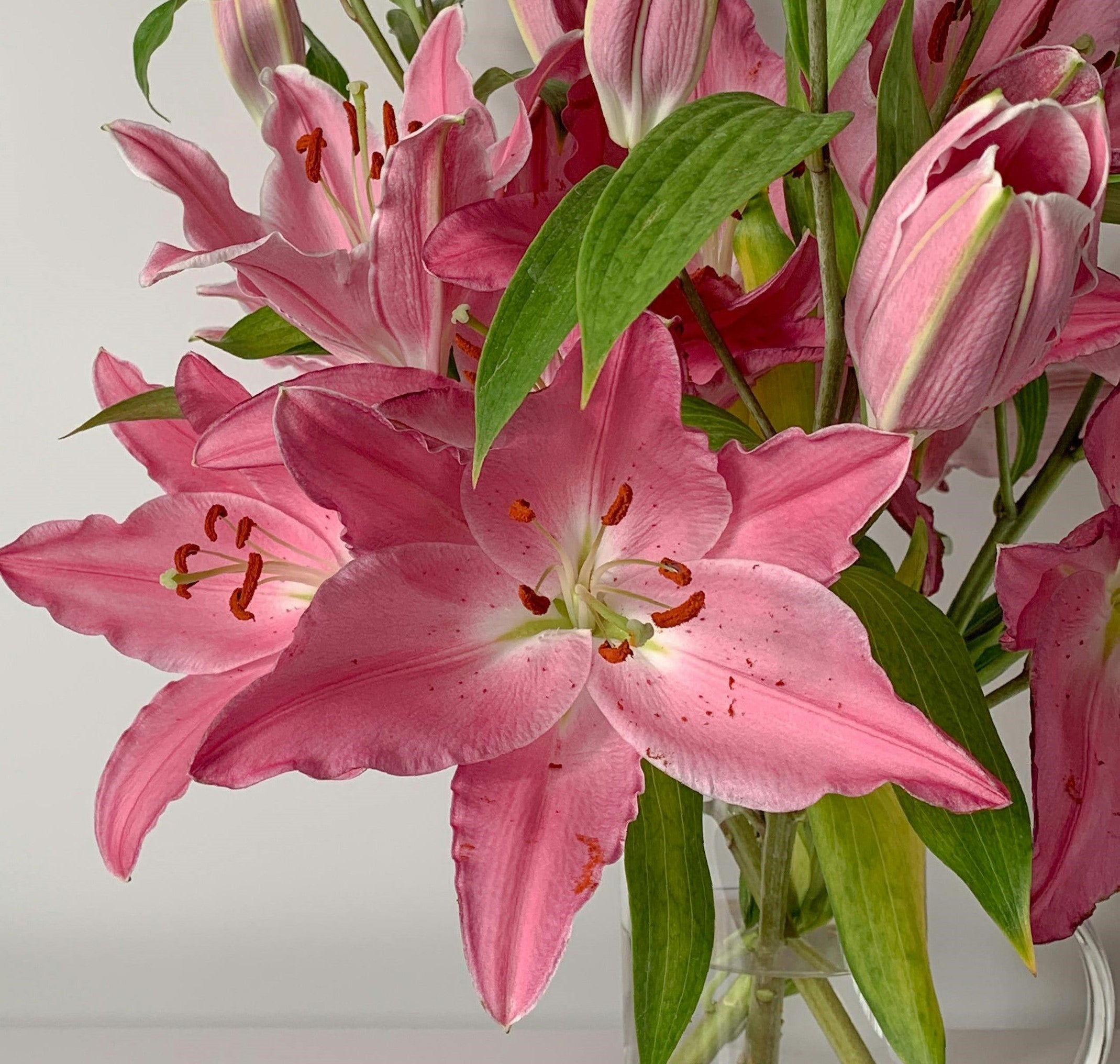 Lilies