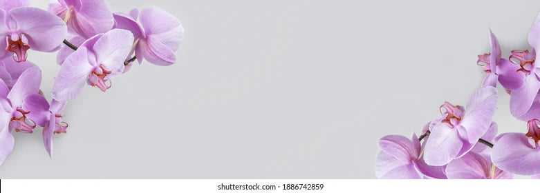 Luxury Orchids