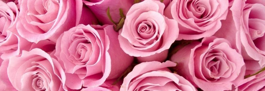 Mother's Day Roses