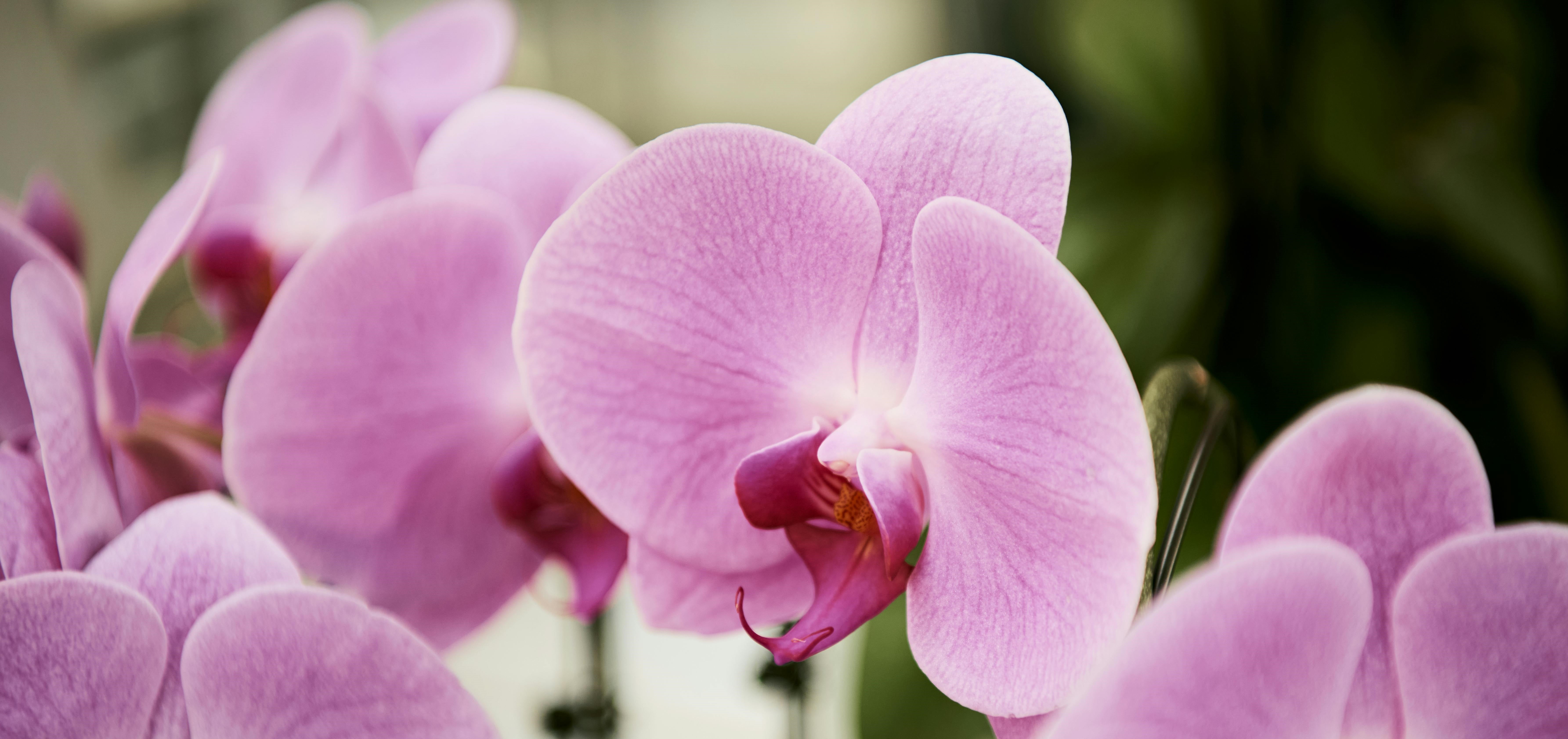 Orchid Plants