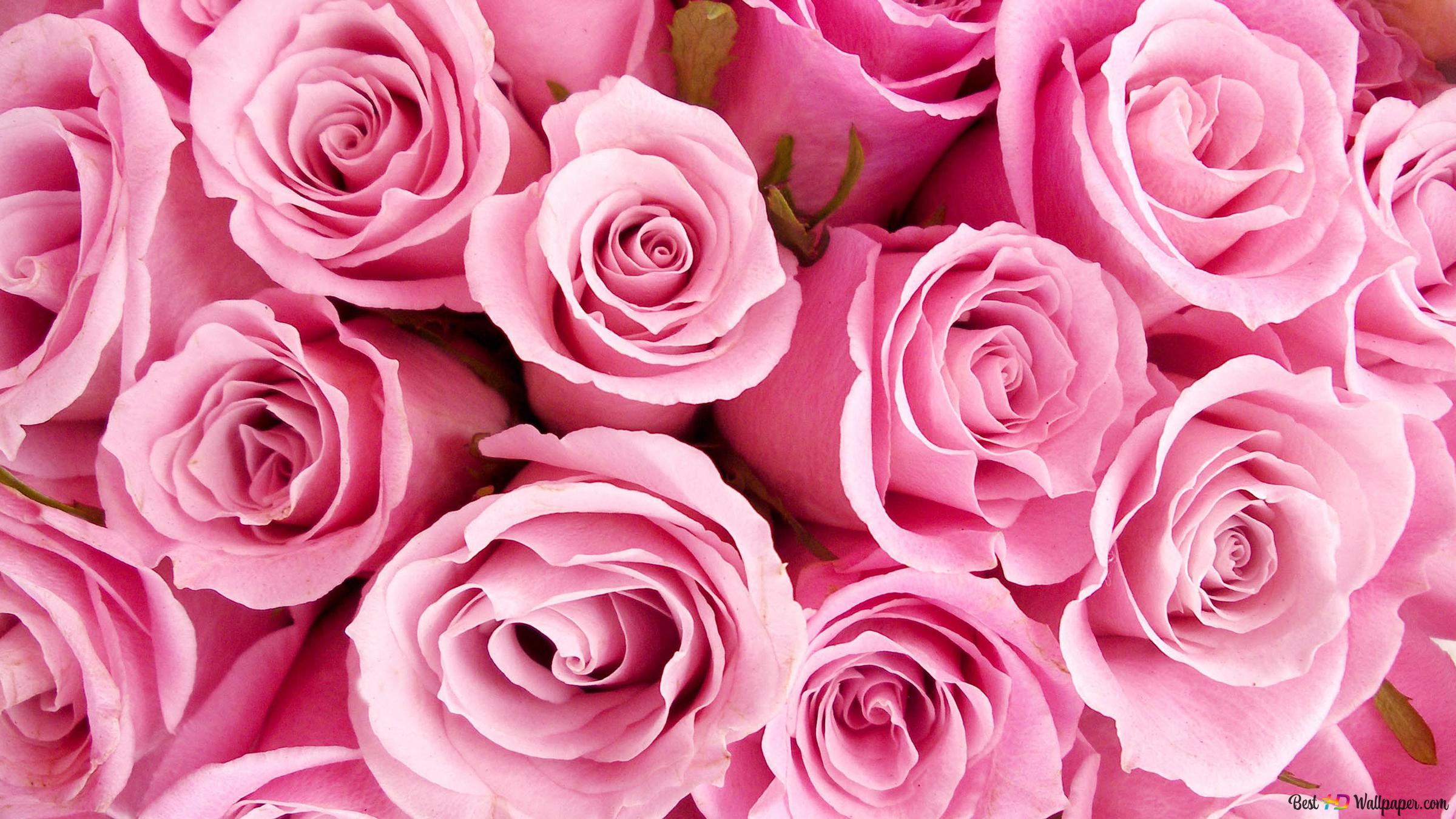 Pink Flowers